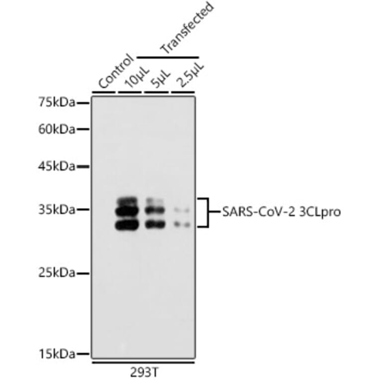 Western Blot - Anti-SARS-CoV-2 3CLPro Antibody (A307289) - Antibodies.com