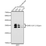 Western Blot - Anti-SARS-CoV-2 3CLPro Antibody (A307289) - Antibodies.com