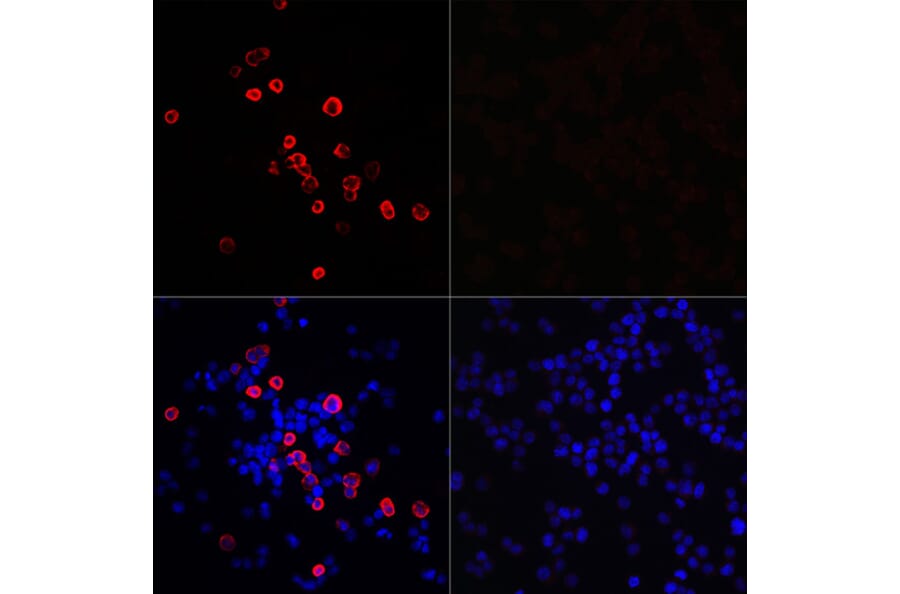 Immunofluorescence - Anti-SARS-CoV-2 3CLPro Antibody (A307289) - Antibodies.com