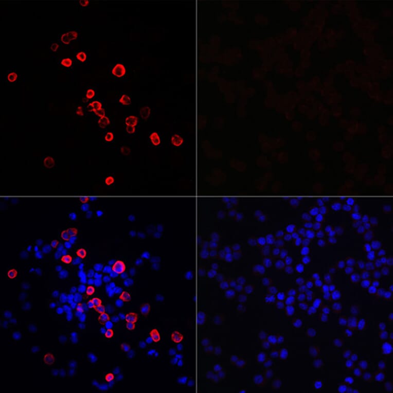 Immunofluorescence - Anti-SARS-CoV-2 3CLPro Antibody (A307289) - Antibodies.com