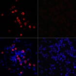 Immunofluorescence - Anti-SARS-CoV-2 3CLPro Antibody (A307289) - Antibodies.com