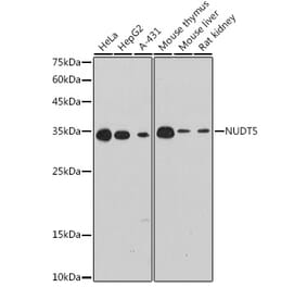 Western Blot - Anti-NUDT5 Antibody [ARC2525] (A307291) - Antibodies.com
