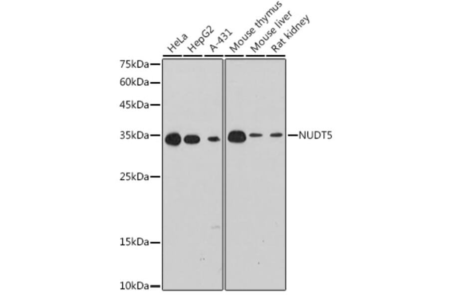 Western Blot - Anti-NUDT5 Antibody [ARC2525] (A307291) - Antibodies.com