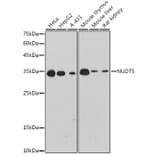 Western Blot - Anti-NUDT5 Antibody [ARC2525] (A307291) - Antibodies.com