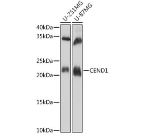 Western Blot - Anti-CEND1 Antibody (A307292) - Antibodies.com
