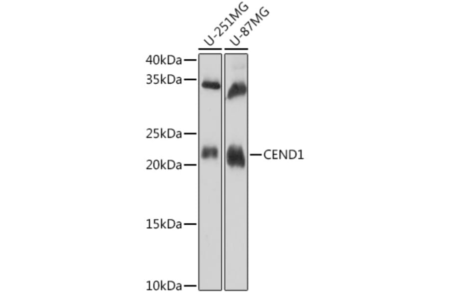 Western Blot - Anti-CEND1 Antibody (A307292) - Antibodies.com