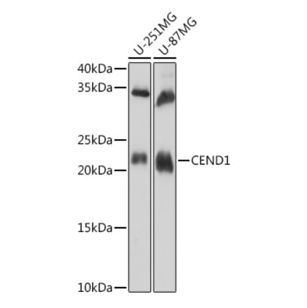 Western Blot - Anti-CEND1 Antibody (A307292) - Antibodies.com