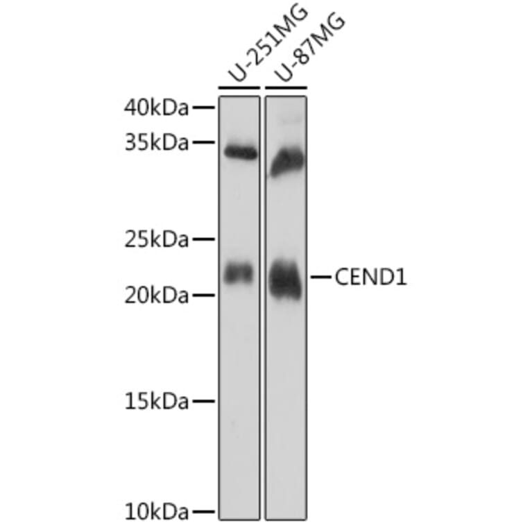 Western Blot - Anti-CEND1 Antibody (A307292) - Antibodies.com