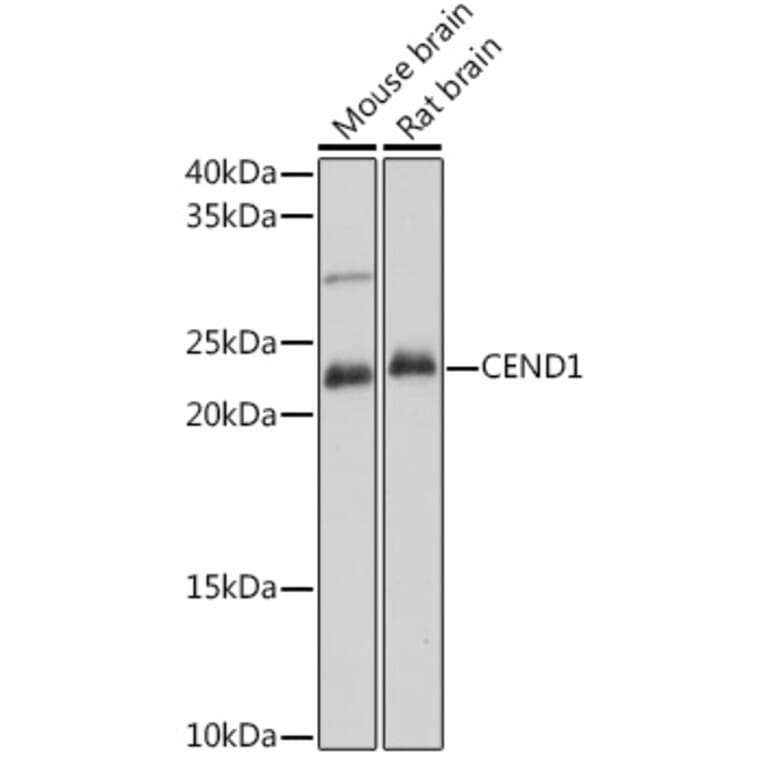 Western Blot - Anti-CEND1 Antibody (A307292) - Antibodies.com
