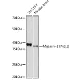 Western Blot - Anti-Musashi 1/Msi1 Antibody [ARC1796] (A307297) - Antibodies.com