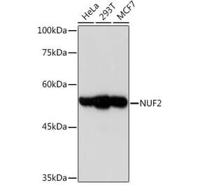 Western Blot - Anti-Nuf2 Antibody [ARC2157] (A307301) - Antibodies.com