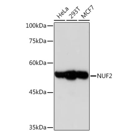 Western Blot - Anti-Nuf2 Antibody [ARC2157] (A307301) - Antibodies.com