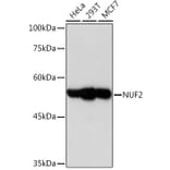 Western Blot - Anti-Nuf2 Antibody [ARC2157] (A307301) - Antibodies.com