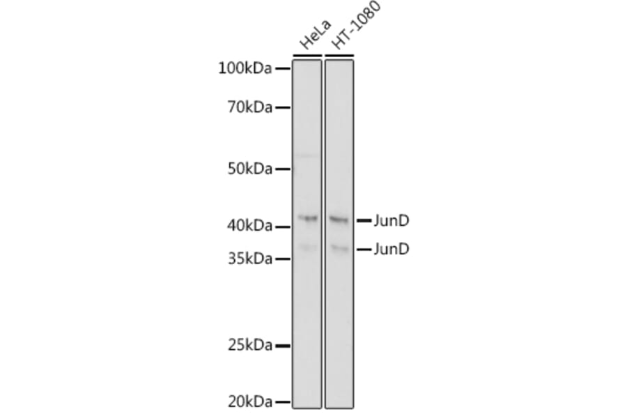 Western Blot - Anti-JunD Antibody [ARC1409] (A307304) - Antibodies.com