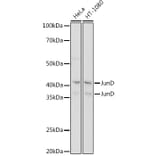 Western Blot - Anti-JunD Antibody [ARC1409] (A307304) - Antibodies.com