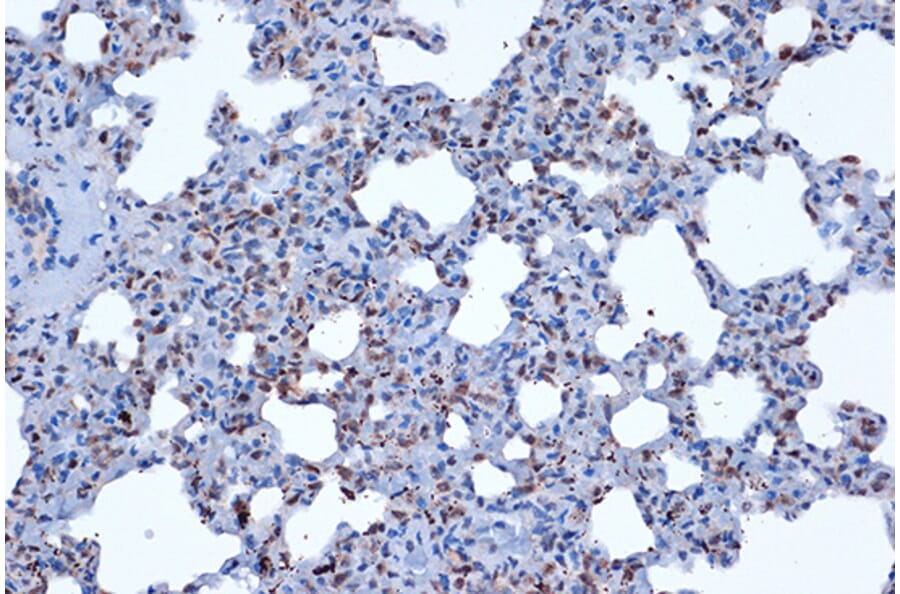 Immunohistochemistry - Anti-JunD Antibody [ARC1409] (A307304) - Antibodies.com