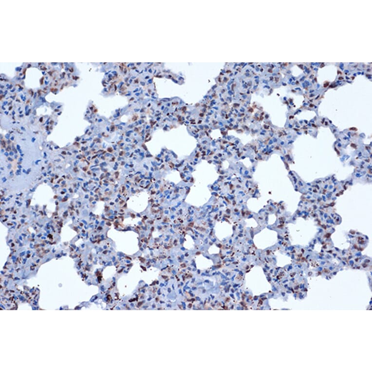 Immunohistochemistry - Anti-JunD Antibody [ARC1409] (A307304) - Antibodies.com