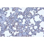 Immunohistochemistry - Anti-JunD Antibody [ARC1409] (A307304) - Antibodies.com