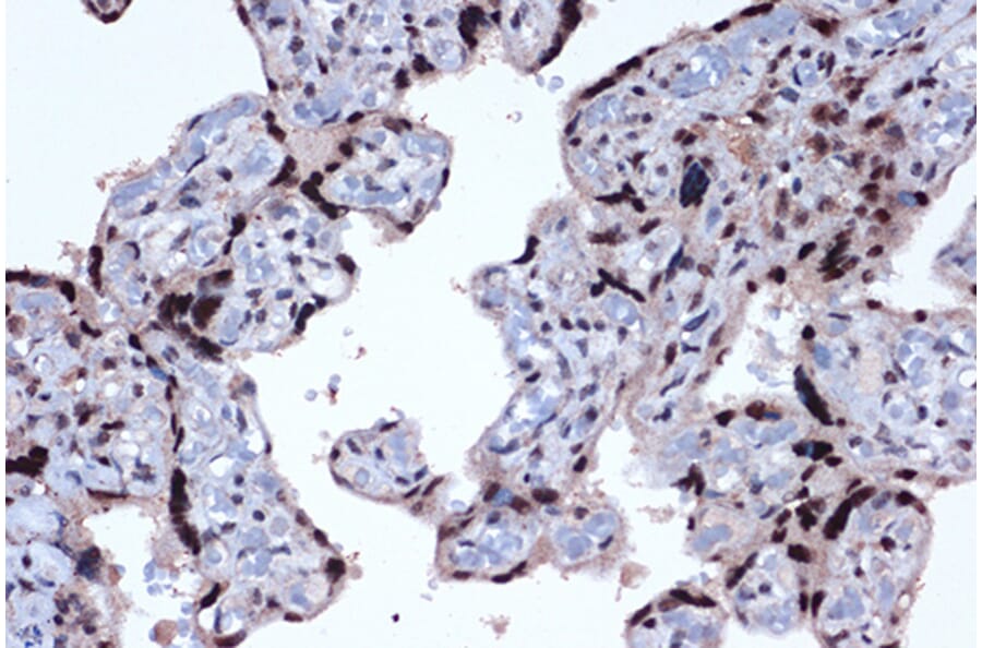 Immunohistochemistry - Anti-JunD Antibody [ARC1409] (A307304) - Antibodies.com