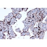 Immunohistochemistry - Anti-JunD Antibody [ARC1409] (A307304) - Antibodies.com