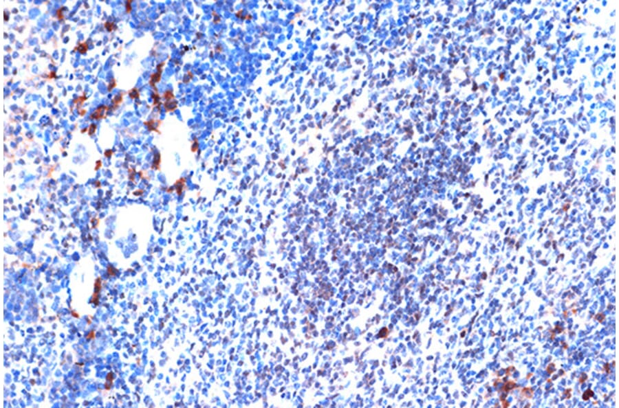 Immunohistochemistry - Anti-JunD Antibody [ARC1409] (A307304) - Antibodies.com
