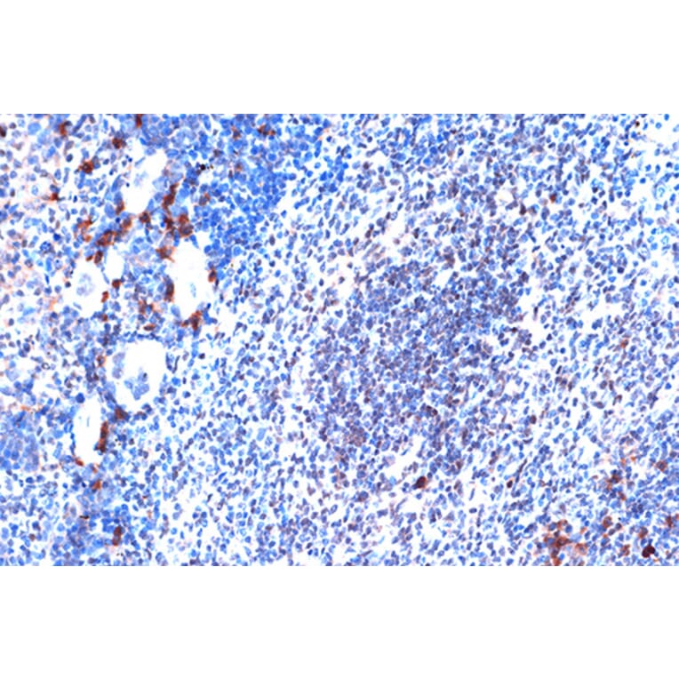 Immunohistochemistry - Anti-JunD Antibody [ARC1409] (A307304) - Antibodies.com