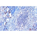 Immunohistochemistry - Anti-JunD Antibody [ARC1409] (A307304) - Antibodies.com