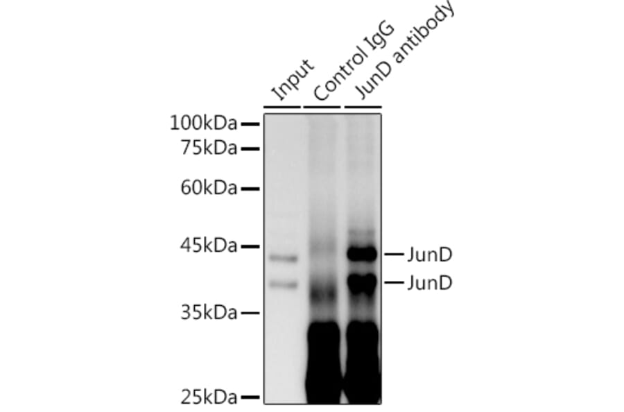 Western Blot - Anti-JunD Antibody [ARC1409] (A307304) - Antibodies.com
