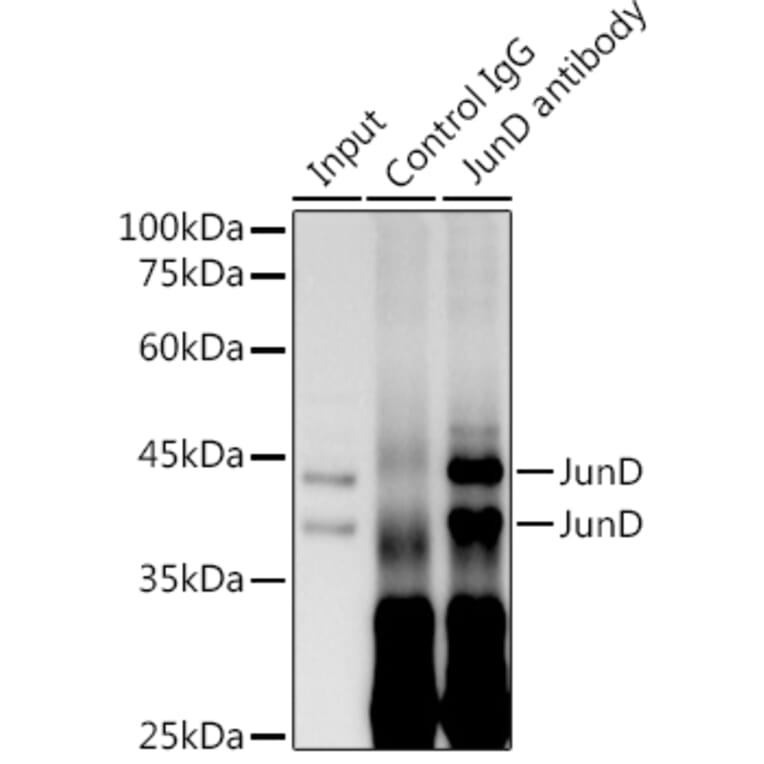 Western Blot - Anti-JunD Antibody [ARC1409] (A307304) - Antibodies.com