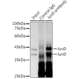 Western Blot - Anti-JunD Antibody [ARC1409] (A307304) - Antibodies.com