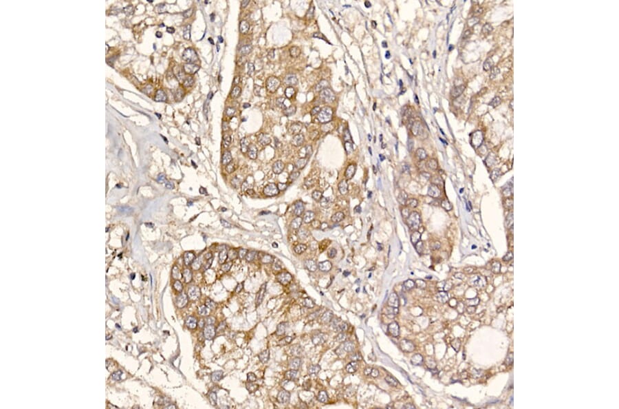 Immunohistochemistry - Anti-ERp18 Antibody [ARC2718] (A307306) - Antibodies.com