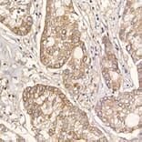 Immunohistochemistry - Anti-ERp18 Antibody [ARC2718] (A307306) - Antibodies.com