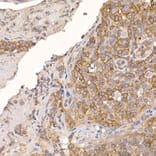 Immunohistochemistry - Anti-ERp18 Antibody [ARC2718] (A307306) - Antibodies.com