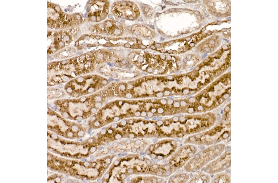 Immunohistochemistry - Anti-ERp18 Antibody [ARC2718] (A307306) - Antibodies.com