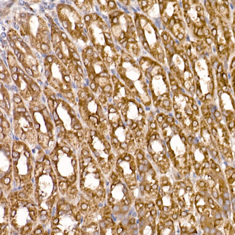 Immunohistochemistry - Anti-ERp18 Antibody [ARC2718] (A307306) - Antibodies.com