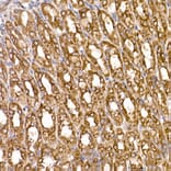 Immunohistochemistry - Anti-ERp18 Antibody [ARC2718] (A307306) - Antibodies.com