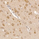Immunohistochemistry - Anti-ERp18 Antibody [ARC2718] (A307306) - Antibodies.com