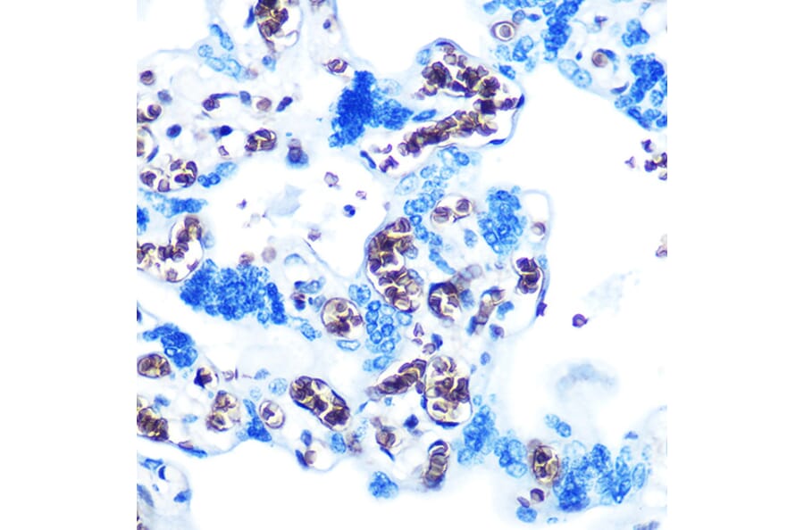 Immunohistochemistry - Anti-Glycophorin C/GPC Antibody [ARC0605] (A307307) - Antibodies.com