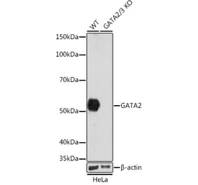 Western Blot - Anti-GATA2 + GATA3 Antibody [ARC1209] (A307309) - Antibodies.com