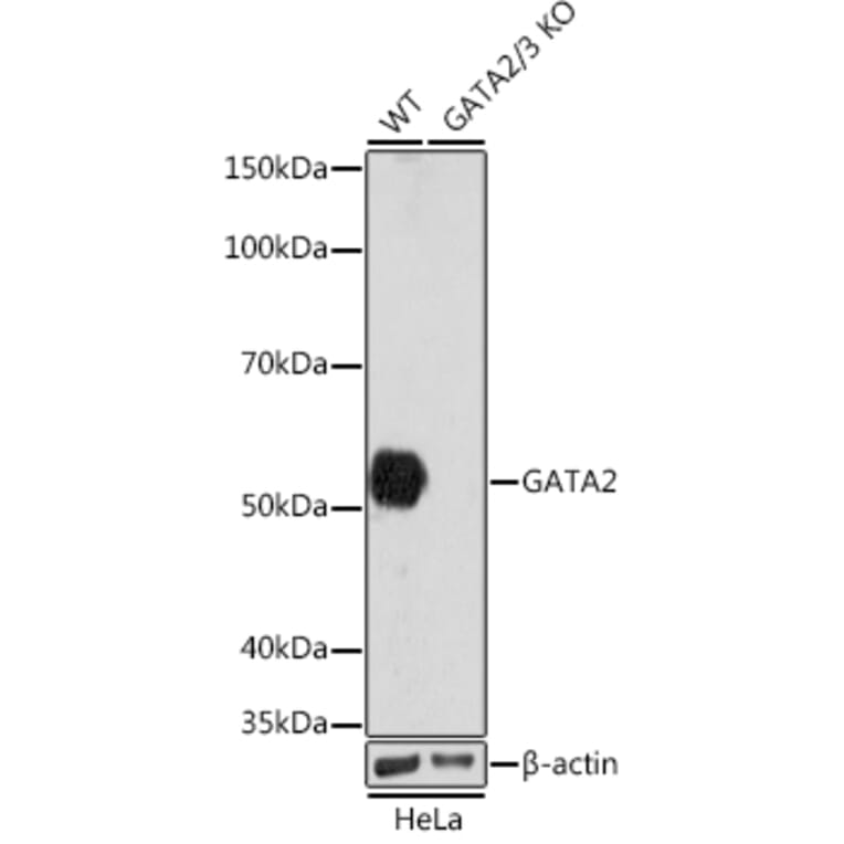 Western Blot - Anti-GATA2 + GATA3 Antibody [ARC1209] (A307309) - Antibodies.com