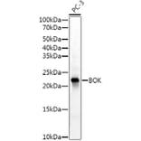 Western Blot - Anti-Bok Antibody [ARC53171] (A307311) - Antibodies.com