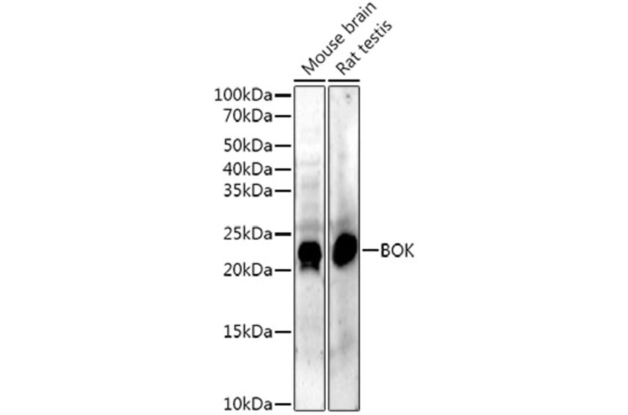 Western Blot - Anti-Bok Antibody [ARC53171] (A307311) - Antibodies.com