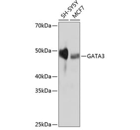 Western Blot - Anti-GATA3 Antibody [ARC0115] (A307313) - Antibodies.com