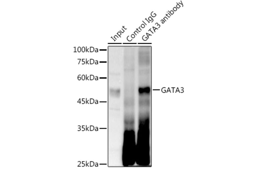 Western Blot - Anti-GATA3 Antibody [ARC0115] (A307313) - Antibodies.com