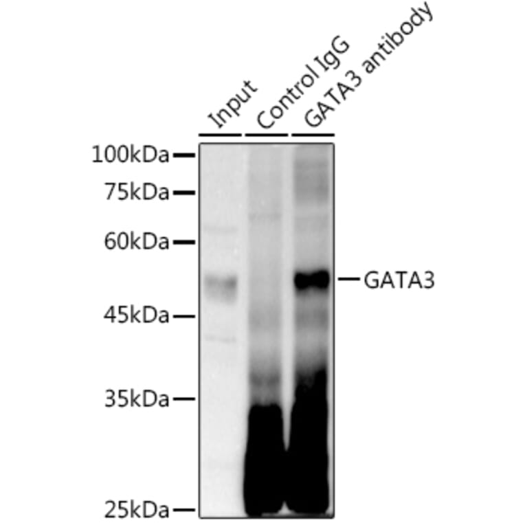 Western Blot - Anti-GATA3 Antibody [ARC0115] (A307313) - Antibodies.com