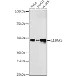 Western Blot - Anti-IL-13 receptor alpha 1 Antibody (A307315) - Antibodies.com