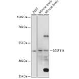 Western Blot - Anti-IGSF11 Antibody (A307316) - Antibodies.com