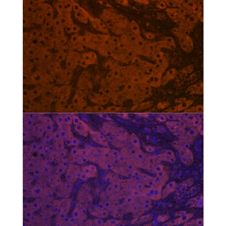 Immunofluorescence - Anti-Apo-M Antibody [ARC1210] (A307319) - Antibodies.com