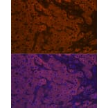 Immunofluorescence - Anti-Apo-M Antibody [ARC1210] (A307319) - Antibodies.com