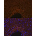 Immunofluorescence - Anti-Apo-M Antibody [ARC1210] (A307319) - Antibodies.com